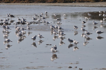 The beautiful bird Larus ridibundus (Black-headed Gull) in the natural environment