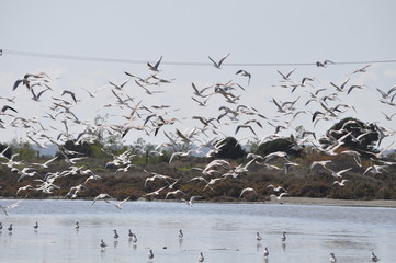 The beautiful bird Larus ridibundus (Black-headed Gull) in the natural environment