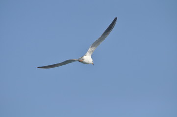 The beautiful bird Larus ridibundus (Black-headed Gull) in the natural environment
