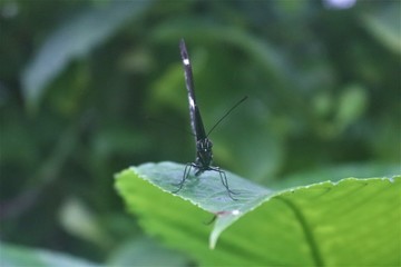 butterfly looking at camera