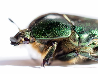 head of a green beetle