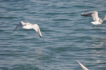 Fototapeta na wymiar The beautiful bird Larus ridibundus (Black-headed Gull) in the natural environment