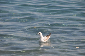 The beautiful bird Larus ridibundus (Black-headed Gull) in the natural environment