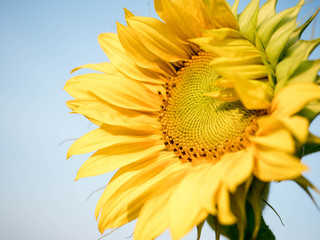 Słonecznik / Sunflower 
