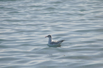 The beautiful bird Larus ridibundus (Black-headed Gull) in the natural environment