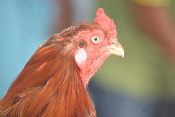 portrait of a rooster