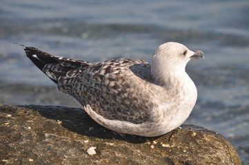 Obraz premium The beautiful bird Larus ridibundus (Black-headed Gull) in the natural environment