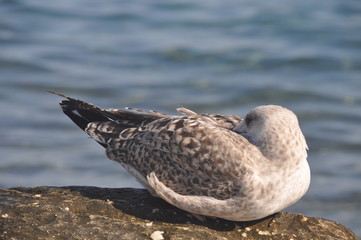 The beautiful bird Larus ridibundus (Black-headed Gull) in the natural environment