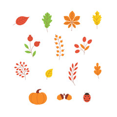 Autumn leaves and berries set isolated on white background.