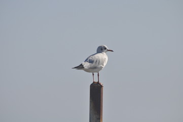 The beautiful bird Larus ridibundus (Black-headed Gull) in the natural environment