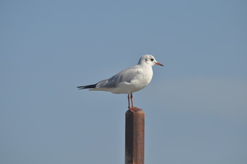 The beautiful bird Larus ridibundus (Black-headed Gull) in the natural environment