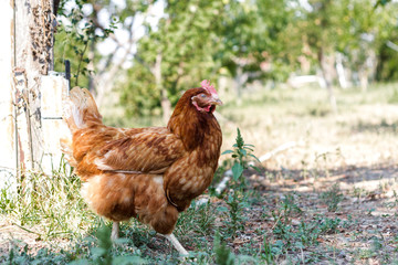 Chickens walking around in the garden