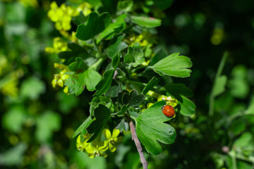 little ladybug sitting on a green leaf in the garden