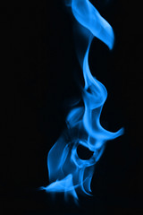 Beautiful fire blue flames on a black background.