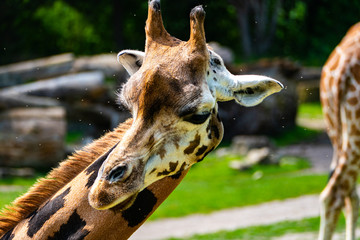 Giraffe