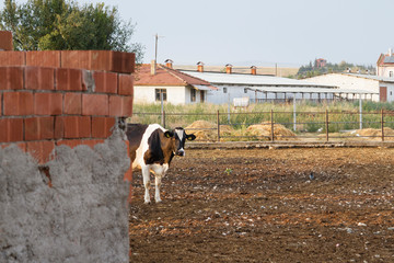 Cows walking around dairy farm