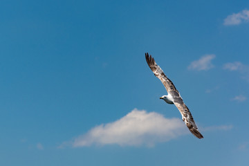 Flying for free