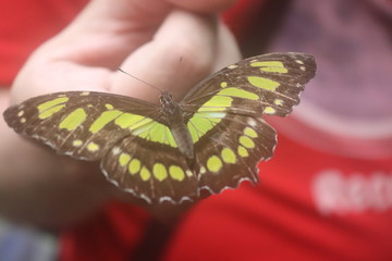 butterfly open winged