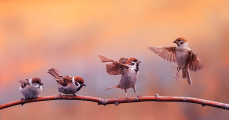 funny little Chicks of a bird a Sparrow standing on a branch and bet flapping the wings of the...