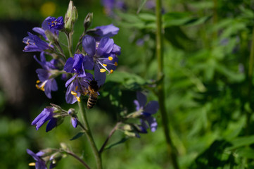 Bee and flowers