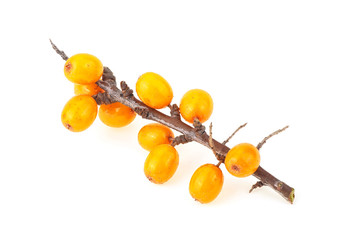Branch of sea buckthorn with berries isolated on a white background