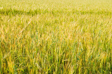 Field of young wheat ears and sky with clouds.
