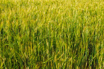 Field of young wheat ears and sky with clouds.