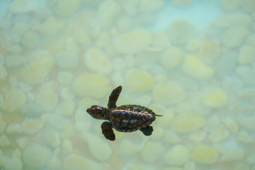 Baby sea turtle swimming under clear sea water.