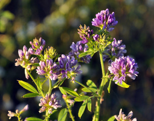 The field is blooming alfalfa
