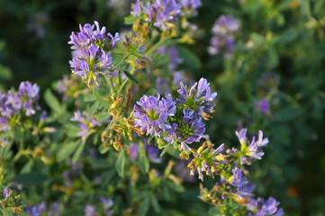 The field is blooming alfalfa