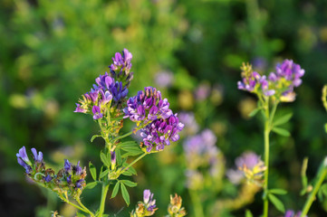 The field is blooming alfalfa