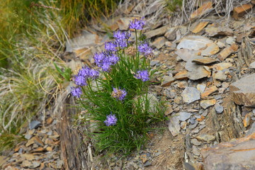 Raponzolo Alpino (Phyteuma hemisphaericum L.)