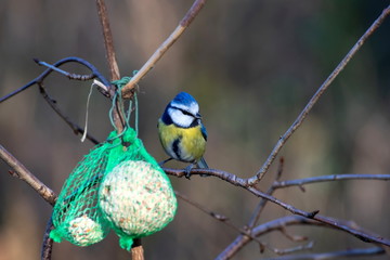 Blaumeise