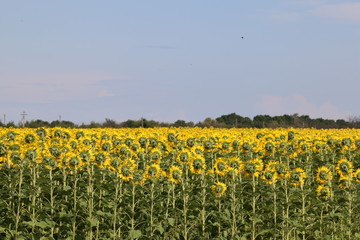 field of sunflowers from the back