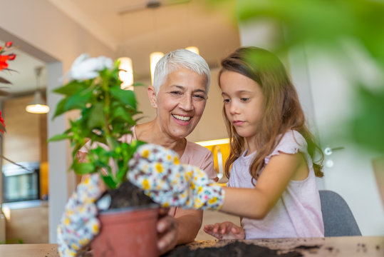 Happy grandmother with her granddaughter Planting home plants indoors.  Plant care. Gardening is more than hobby. Little cute girl and her grandmother are spending time together at home