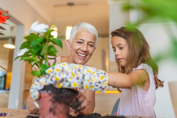 Grandmother with her granddaughter transplants and watering flowers at home. People, gardening, flowers and profession concept. Little cute girl and her grandmother are spending time together at home