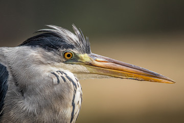 Detailed photo of grey heron. Curious look with its beak ready to strike.
