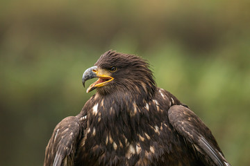 Detailed photo of an angry eagle on green natural background. Amazing hunter, very dangerous yet endangered.