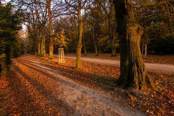 Fototapeta na wymiar A very warm and bright autumn evening in a park. Long shadows, fallen leaves and a path leading through.