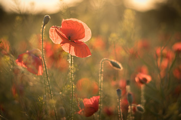Sunset in the poppy field. Amazing soft light creating very romantic scene with fully blossoming red poppy flower.