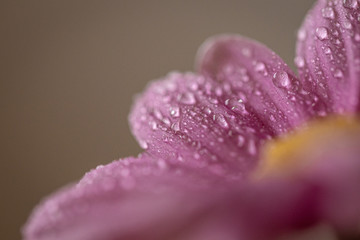 Detailed photo of pink flower blossom covered in water drops. Lovely pleasing color.