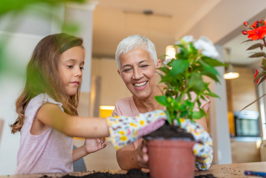 Girl and grandmother gardening. Preparing flowers for planting during gardening work.  Plant care. Gardening is more than hobby. Little cute girl and her grandmother are spending time together at home