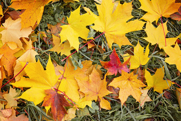 Yellow autumn leaves Beautiful autumn leaves yellow branches abstract background, leaf fall concept - Image