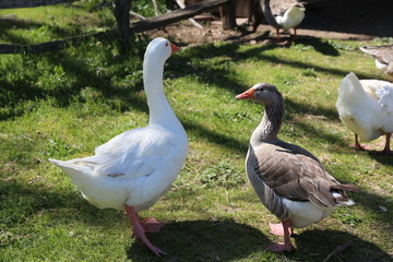 Duck and Goose having a conversation.