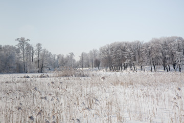 landscape with trees in winter