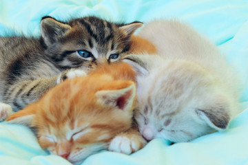 Pets, animals, family, animals day concept. Cute playful kittens.  Colorful kittens indoors.