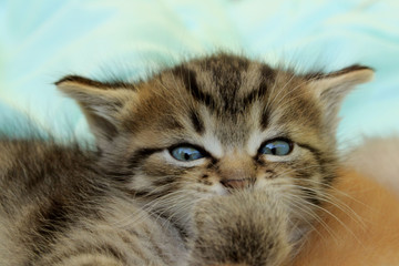 Cute little kitten, close up. Tabby kitten lying indoors, cropped shot. Animals, pets concept.