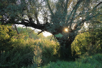 Fototapeta premium sunset in the tree