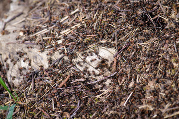 Red forest ants, wood ant Formica rufa - severe security at the entrance to the ant house (anthill)