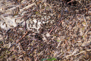 Fototapeta premium Red forest ants, wood ant Formica rufa - severe security at the entrance to the ant house (anthill)